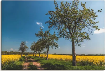 Produktbild von ARTland Leinwandbild Rapsfeld II Größe: 120x80 cm