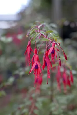Produktbild von Fuchsia magellanica 'Riccartonii', winterhart, rot-violett, ca. 9x9 cm Topf