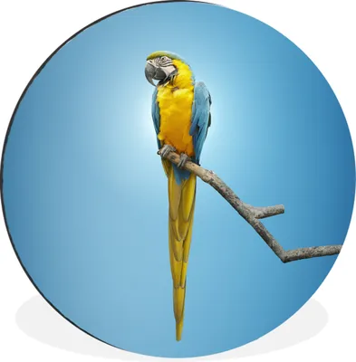 Produktbild von MuchoWow® Aluminium Wandkreis Papagei - Zweig - Blau Ø 30 cm Wanddeko Modern Wohnzimmer - Wand Bild - Wohnzimmer - Runde Bilder - Alubilder - Kunst für zu Hause - Aluminium - Wanddekoration