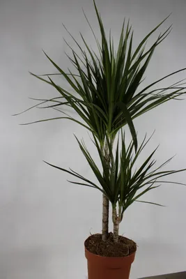 Zdjęcie produktu dla Dracena Marginata roślina w doniczce 11 cm