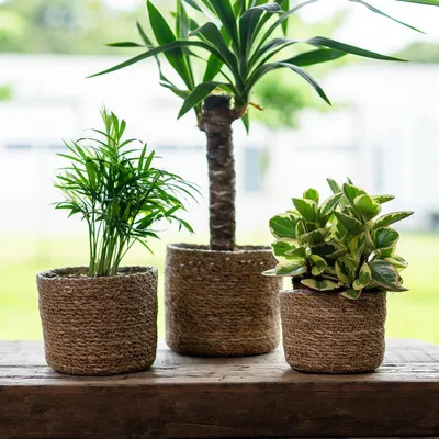 Produktbild von Seegras Korb rund natur Ø 15 x 12cm mit Einsatz Blumentopf geflochten Aufbewahrungskorb Über-Topf Blumenkorb