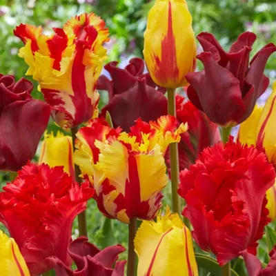 Produktbild von Tulpenzwiebeln Winterhart Mehrjährig - Red-Orange-Yellow - 20 Blumenzwiebeln - Echte Pflanzen aus Holland - Tulpenzwiebeln für Garten, Töpfe und Balkon (große Knollen, kein Samen, nicht künstlich)