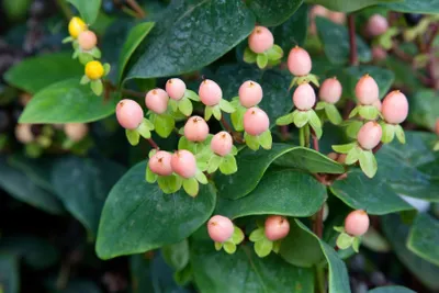 Zdjęcie produktu dla Hypericum inodorum 'Magical Beauty', Johanniskraut, gelb, 20-30 cm