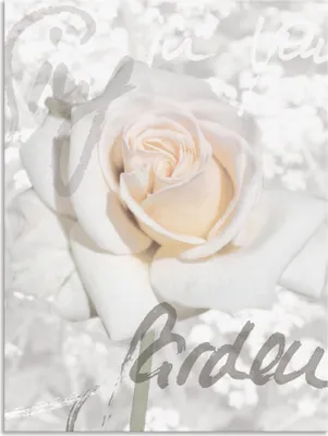 Produktbild von ARTland Wandbild Alu für Innen & Outdoor Rose Größe: 30x40 cm