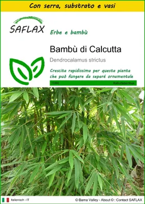 Immagine prodotto di SAFLAX Insieme di coltivazione - Bambù di Calcutta - 50 semi - Dendrocalamus