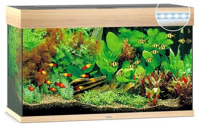 Productafbeelding van Juwel Rio 125 LED | 125L | 81 x 36 x 50CM Lichthout
