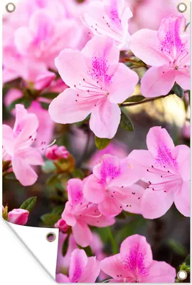 Produktbild von MuchoWow® 40x60 cm Outdoor-Poster Gartendeko Sichtschutz Garten Poster für den Garten  Azaleenblüten