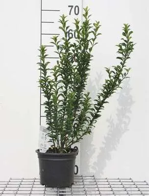 Zdjęcie produktu dla Euonymus jap. 'Microphyllus' - Krzew korkowca 30- 40 cm pojemnik