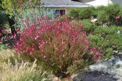 Produktbild von Stauden Gänge 3 x Gaura lindheimeri 'Siskiyou Pink‘ - Prachtkerze Rosa - Dauerblüher - Unermüdliche Blütenpracht für sonnige Beete