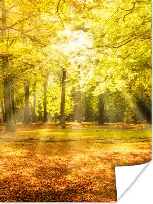 Produktbild von MuchoWow® Poster Baum - Natur - Sonne - Landschaft - Wald 90x120 cm - Wohnzimmer