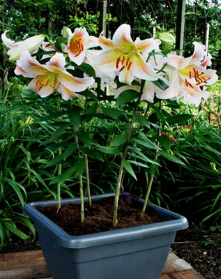 Produktbild von Lilie Blumenzwiebeln Zwiebeln Blumen Orientalische Lilie Salomon Party 1 St.