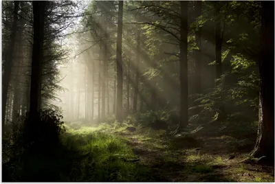 Produktbild von MuchoWow® Poster Wald - Baum - Nebel 180x120 cm - Fotoplakat