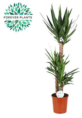 Image de Yucca - 115-125cm - Ø24cm - Plante d'intérieur - Vert persistant
