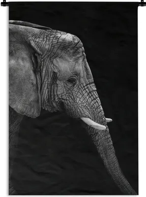 Produktbild von MuchoWow® Wandteppich Wandbehang Elefant - Schwarz und weiß - Porträt - Tiere 90x135 cm Tapisserie Dekoration Wandtuch - Baumwolle - Wandskulptur