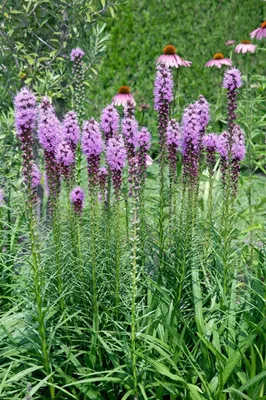 Produktbild von Liatris spicata 'Floristan Violett', Prachtscharte, violett, ca. 9x9 cm Topf