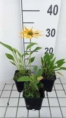 Zdjęcie produktu dla 6 x Echinacea purp. 'Espinoso Yellow' - jeżówka - doniczka 9 x 9 cm