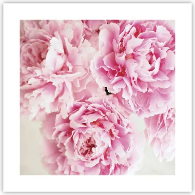 Produktbild von Poster - Poster ohne Rahmen - Pfingstrosen Blumenstrauß Blumen - 40x40 cm - Wand Bild - Wanddeko - Wandbilder - Kunstposter - Wandposter - Bilder - Kunstdruck - Wanddekoration - P2XAC40x40-4961