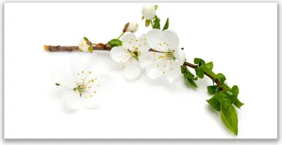 Produktbild von Glasbilder 140x70 Wandbild Druck auf Glas Blumen Zweig Natur