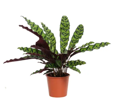 Produktbild von Calathea lancifolia 30cm Zimmerpflanze