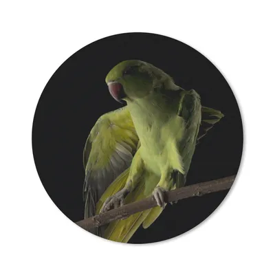 Produktbild von MuchoWow® Mauspad Mousepad Papagei - Vogel - Zweig 20x20 cm - Mousepads - Maus Mat - Pad - Mausunterlage - Schreibtischmatte