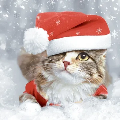 Produktbild von 20 Servietten Kitten Christmas - Katze unter Weihnachtsmütze 33x33cm