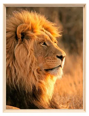 Image de Tableau mural encadré lion profil doré 60x80 cm, Tableau mural moderne pour décoration intérieure