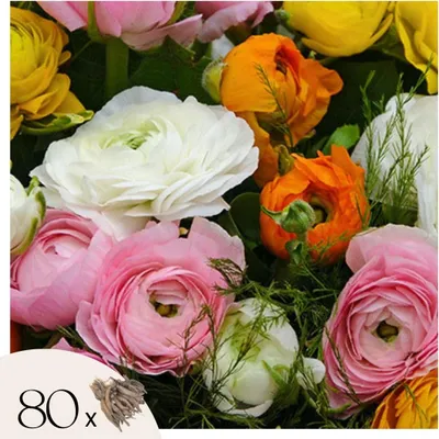 Produktbild von Ranunkeln - 80 Stk - Ranunculus - Blumenzwiebeln - Mehrfarbig