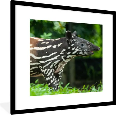 Produktbild von MuchoWow® Gerahmtes Poster Junger Tapir im Dschungel 40x40 cm - Poster mit Schwarzem Bilderrahmen Wandposter Rahmen Foto Bilder - Poster - Plakat im Rahmen