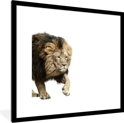 Produktbild von MuchoWow® MuchoWow® Gerahmtes Poster Löwe - Weiß - Tiere 40x40 cm - Poster mit zchwarzem Bilderrahmen - Poster - Plakat im Rahmen