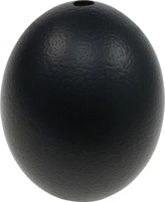 Produktbild von Schwarzes Straußenei Deko Osterdeko Ausgeblasen Ø12cm H14cm Große Dekorationseier