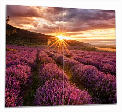 Produktbild von Wallario Herdabdeckplatte aus Glas, Größe 60 x 52 cm 2-teilig, Motiv Lavendelfeld bei Sonnenuntergang - Sonnenstrahlen