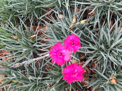 Zdjęcie produktu dla 6 x Dianthus grat. 'Badenia' - goździk piwonia - doniczka 9x9 cm