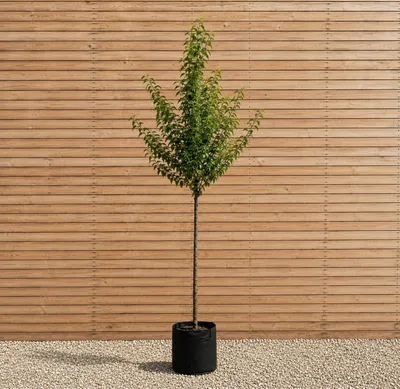Produktbild von Kornelkirsche Hochstamm 250-300 cm, Stammumfang 10-12 cm - Cornus mas Hochstamm