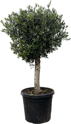 Obrázek produktu pro Trendyrostliny - Olivovník - Výška 170-190 cm - Obvod kmene 20-30 cm - Odolný - Zahradní rostlina - Velikost květináče Ø45cm - Olea Lorc