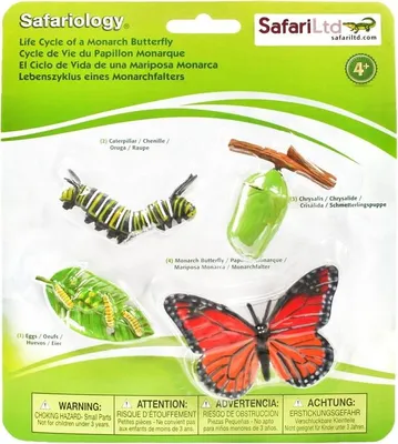Produktbild von Safari Ltd 622616 Lebenszyklus des Danaid Wanderfalters