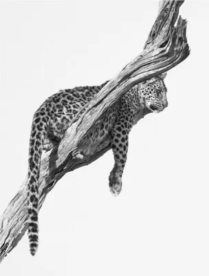Produktbild von Mario Moreno - bedruckt "Okavango Art" PM12185 (50 cm x 40 cm) (Schwarz/Weiß)