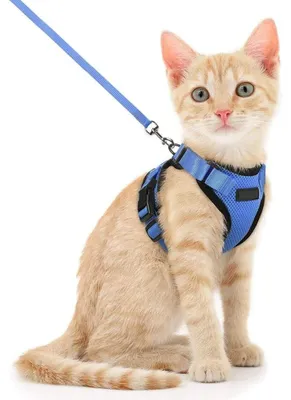 Image de Harnais pour chat réglable - Avec laisse de 150 cm - Taille XS - Réfléchissant