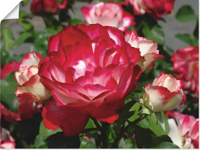 Produktbild von ARTland Poster Rot weiße Rosenblüte Größe: 80x60 cm