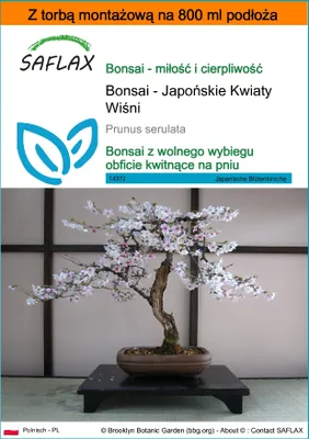 Zdjęcie produktu dla SAFLAX - Garden in the bag - Bonsai - Japońskie Kwiaty Wiśni - 30 Nasiona - Z podłożem uprawowym w praktycznej, samorozkładającej się torbie - Prunus serulata