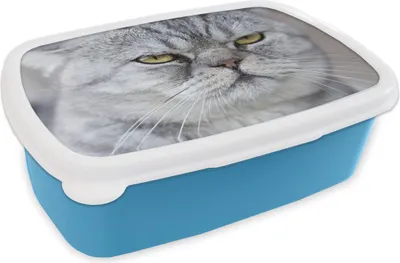 Produktbild von KitchenYeah® Lunchbox Brotzeit Brotdose 17x11 cm Tier - Katze - Grau Kinder Brotzeitdose - Lunch - Kunststoff  - Brotbüchse - Sandwichbox - Lunchbox für Kinder