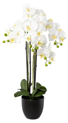 Produktbild von Kunstpflanze Phalaenopsis Höhe: 83 cm weiß