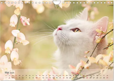 Produktbild von Katzen 2025 Bezaubernde Samtpfoten (Wandkalender 2025 DIN A4 quer), CALVENDO Monatskalender