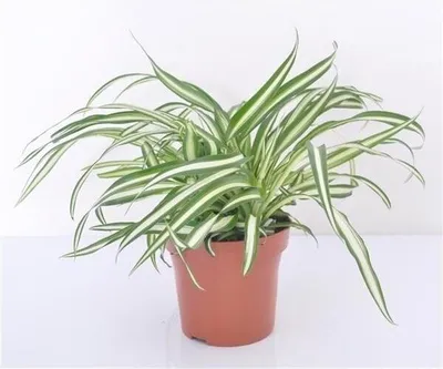 Zdjęcie produktu dla Zielona lilia 25 cm Chlorophytum Atlantic Oczyszczająca powietrze roślina domowa