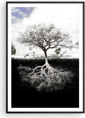 Produktbild von Gerahmtes Poster - Schwarzer Rahmen - Baum die Wurzeln Reflexion - 70x100 cm - Wand Bild - Wanddeko - Wandbilder - Kunstposter - Wandposter - Bilderrahmen - Bilder - Kunstdruck - P2BPA70x100-5152