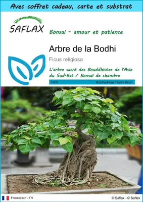 Image de SAFLAX Ensemble-cadeau - Arbre de la Bodhi - 100 graines - Ficus