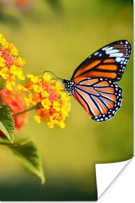 Produktbild von MuchoWow® Poster Schmetterling - Insekten - Blumen - Gelb 40x60 cm - Plakate für die Wand - Poster Babyzimmer