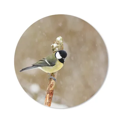 Produktbild von MuchoWow® Mauspad Mousepad Große Meise im Schnee 30x30 cm - Mousepads - Maus Mat - Pad - Mausunterlage - Tischunterlage - Schreibtischmatten