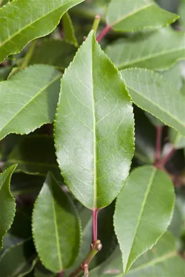 Produktbild von Prunus lusitanica 'Brenelia', Portugiesischer Lorbeer, 60–80 cm
