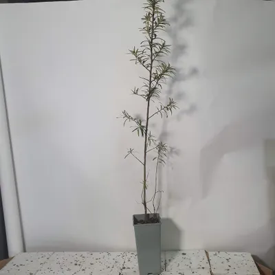Produktbild von Weiblicher Sanddorne Moskwiczka 2L