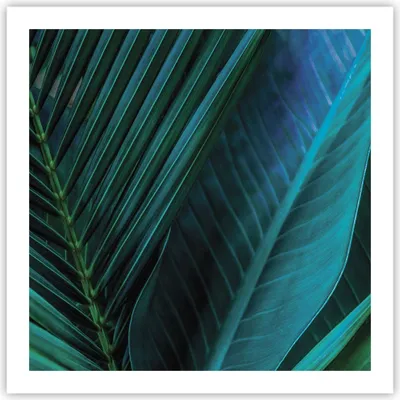 Produktbild von Poster - Poster ohne Rahmen - Blatt Tropen Grün - 60x60 cm - Wand Bild - Wanddeko - Wandbilder - Kunstposter - Wandposter - Bilder - Kunstdruck - Wanddekoration - Wandbild - P2XAC60x60-5071